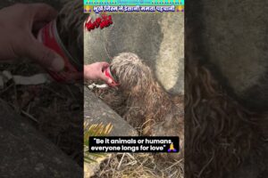 भूखे जिस्म ने इंसानी ममता पहचानी 🙏 #animal #animalrescue #animallover #rescue #dog