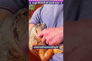मासूम छिपकली और इंसानी ममता 🙏 #animal #animalrescue #animallover #rescue #lizard