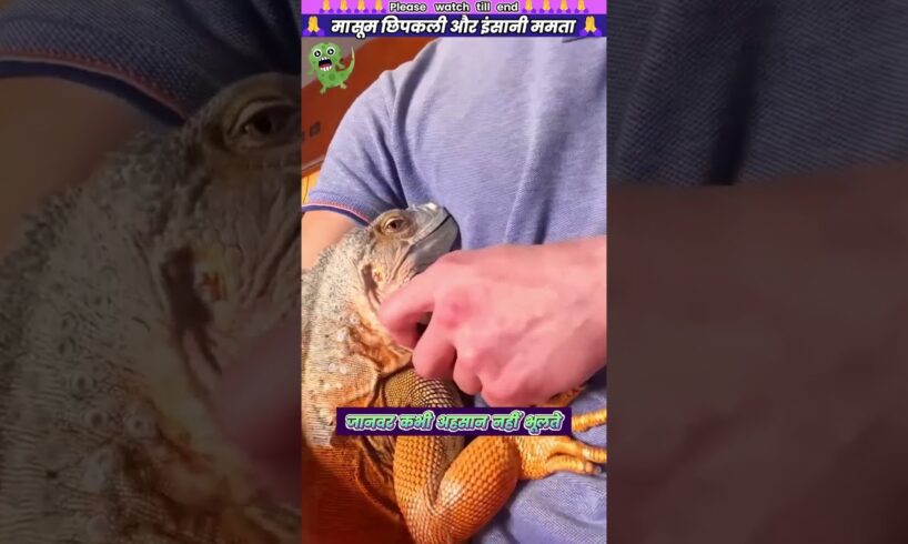 मासूम छिपकली और इंसानी ममता 🙏 #animal #animalrescue #animallover #rescue #lizard