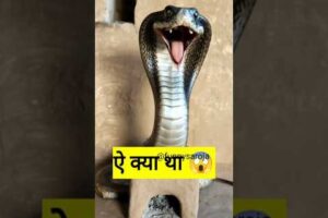 ये क्या था #comedy #funny #thetharpuns #shilpisaroja