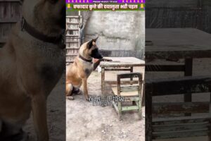 वफादार कुत्ते की दयालुता भरी पहल 🙏 #animal #animalrescue #animallover #rescue #dog #facts #ytshorts