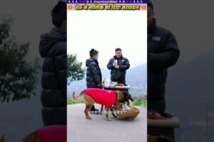 शेरू ने मालिक को दिया सरप्राइज 😊 #animal #animalrescue #animallover #rescue #dog