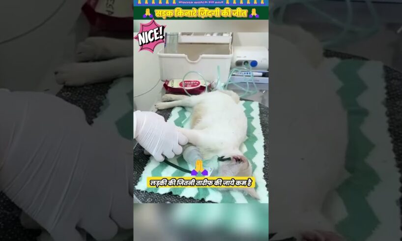 सड़क किनारे ज़िंदगी की जीत 🙏 #animal #animalrescue #animallover #rescue #cats