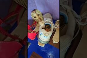 सावधान साफ आपके घर में घुस ना जाए। #snake #snakevideo #animals #attack #tiktok #viralvideo #shorts