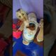 सावधान साफ आपके घर में घुस ना जाए। #snake #snakevideo #animals #attack #tiktok #viralvideo #shorts