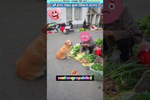 सौ रुपए लेकर कुत्ता निकला बाजार 🤣 #animal #animalrescue #animallover #rescue #dog