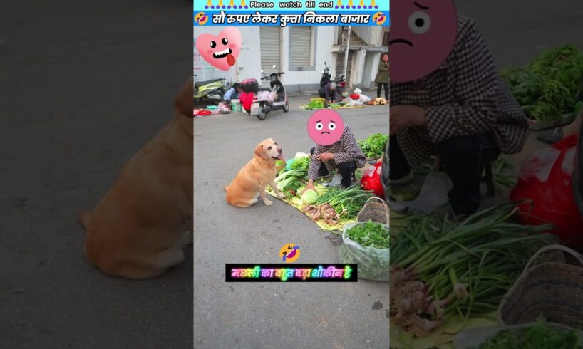 सौ रुपए लेकर कुत्ता निकला बाजार 🤣 #animal #animalrescue #animallover #rescue #dog