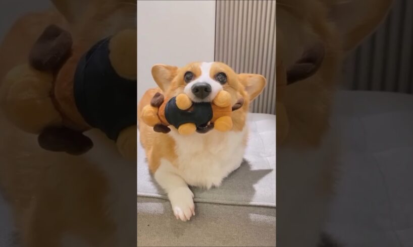 コーギーさん見て癒やされたら寝ろwww #動物 #いぬ #コーギー