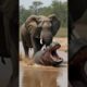 10 Wild Animal Battles You Won’t Believe 🐘🔥 | Elephant vs Nature’s Fiercest Beasts!"#shortvideo