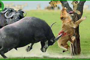 105 Horrific Moments When Deadly Horns Crush Predators | Animal Fight