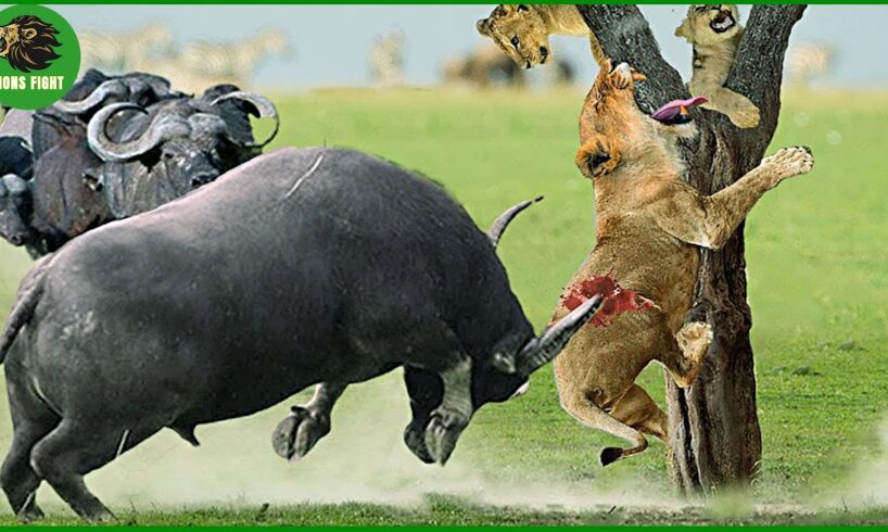 105 Horrific Moments When Deadly Horns Crush Predators | Animal Fight