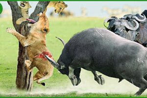 110 Horrific Moments When Deadly Horns Crush Predators | Animal Fight