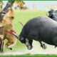 110 Horrific Moments When Deadly Horns Crush Predators | Animal Fight