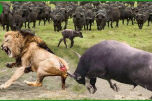 112 Horrific Moments When Deadly Horns Crush Predators | Animal Fight