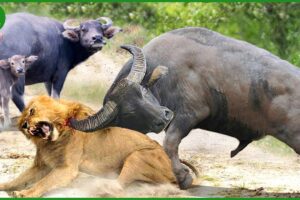 115 Horrific Moments When Deadly Horns Crush Predators | Animal Fight