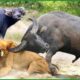 115 Horrific Moments When Deadly Horns Crush Predators | Animal Fight