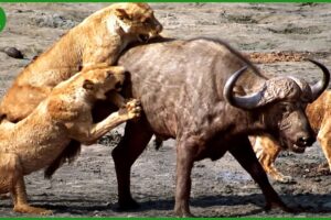 120 Horrific Moments When Deadly Horns Crush Predators | Animal Fight