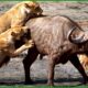 120 Horrific Moments When Deadly Horns Crush Predators | Animal Fight