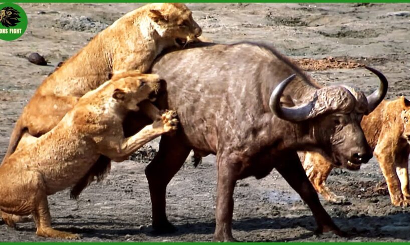 120 Horrific Moments When Deadly Horns Crush Predators | Animal Fight