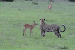 135 Horrific Moments When Deadly Horns Crush Predators | Animal Fight