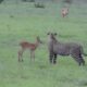 135 Horrific Moments When Deadly Horns Crush Predators | Animal Fight