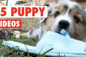 15 Funny Puppies Video Compilation 2016