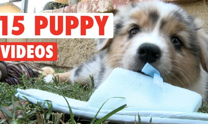 15 Funny Puppies Video Compilation 2016