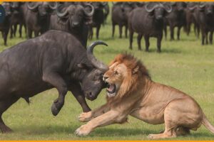 15 Wild Battles Where Horns Became the Ultimate Weapon | Animal Fights