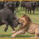 15 Wild Battles Where Horns Became the Ultimate Weapon | Animal Fights