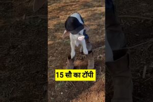 15 सौ का टॉपी #funny #shilpisaroja #thetharpuns #comedy