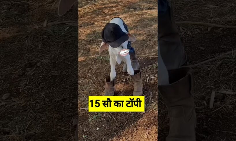 15 सौ का टॉपी #funny #shilpisaroja #thetharpuns #comedy