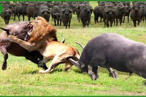 165 Horrific Moments When Deadly Horns Crush Predators | Animal Fight
