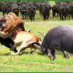 165 Horrific Moments When Deadly Horns Crush Predators | Animal Fight
