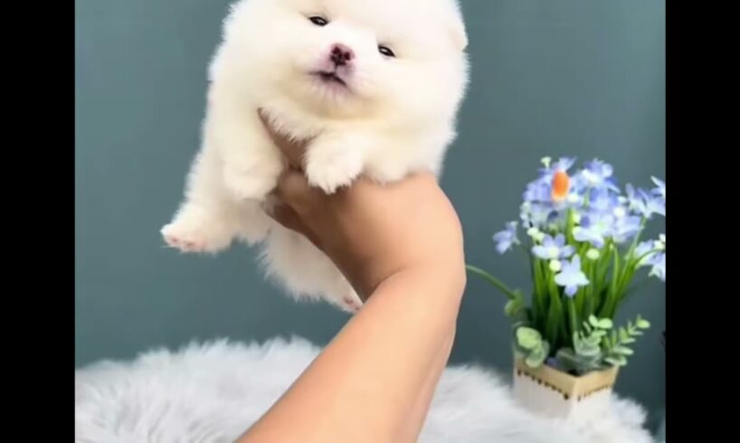 Cute Dog Collection, The World’s Cutest Puppies #dog #puppies #puppy #video #cute #cutest