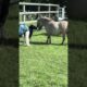 Small horse playing #horse #horsetrack #animals #pony #horseriding #yt #youtube #youtuber #ytshorts