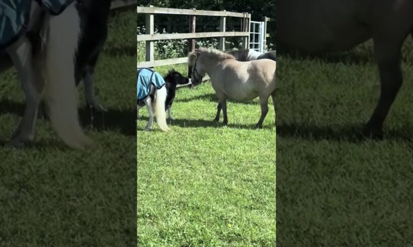 Small horse playing #horse #horsetrack #animals #pony #horseriding #yt #youtube #youtuber #ytshorts