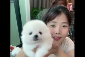 Cute Dog Collection, The World’s Cutest Puppies #dog #puppies #puppy #video #cute #cutest
