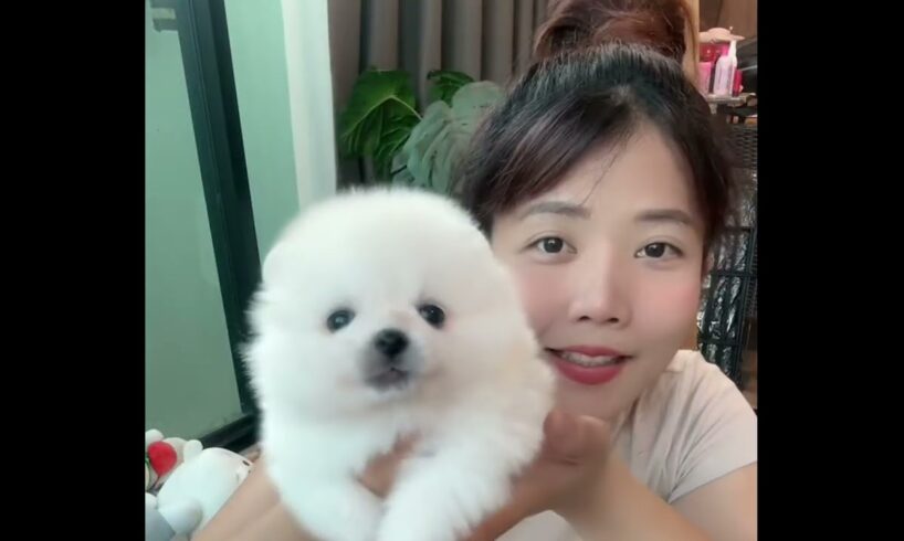 Cute Dog Collection, The World’s Cutest Puppies #dog #puppies #puppy #video #cute #cutest