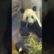 Cute Panda #animals #babypanda #panda #cutepanda #shorts