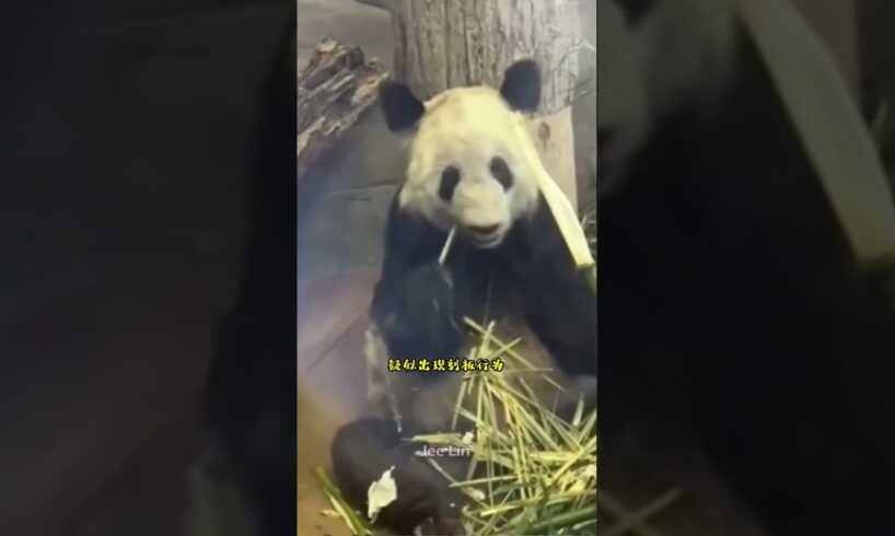 Cute Panda #animals #babypanda #panda #cutepanda #shorts