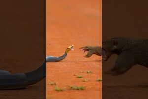 Mongoose vs Cobra | Real Wild Animal Fight | Nature Battle Caught on Camera in American Wilderness