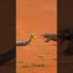 Mongoose vs Cobra | Real Wild Animal Fight | Nature Battle Caught on Camera in American Wilderness