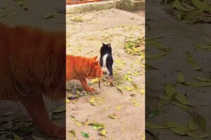 Playing #dog #dogvideo #dogfunny #doggielife