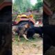 Playing #dog #dogfunny #dogvideo #doggielife