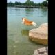 Cute Puppies 🥰♥ super funny Corgi ♥ #shorts #2025