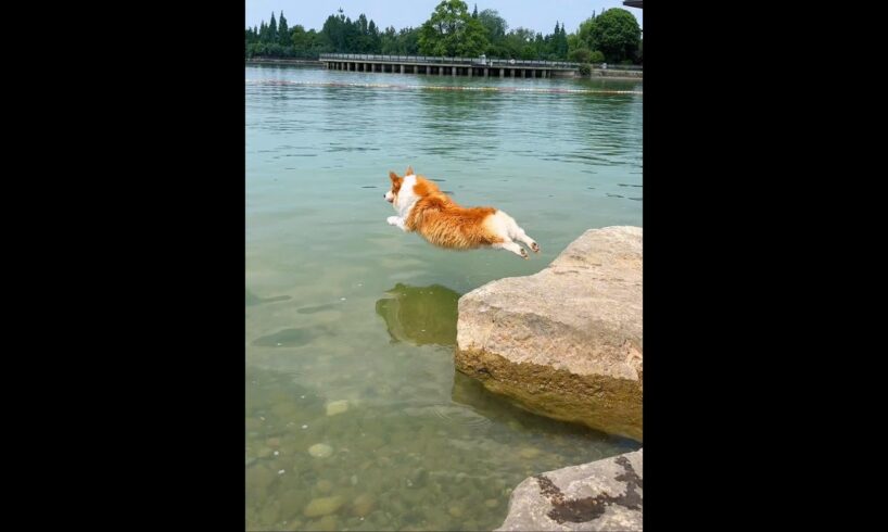 Cute Puppies 🥰♥ super funny Corgi ♥ #shorts #2025