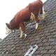 Funniest Videos Animals 🐧 - Best Of The 2024 Funny Animal Videos P6