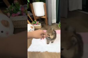 Cute Dog Collection, The World’s Cutest Puppies #dog #puppies #puppy #video #cute #cutest