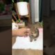 Cute Dog Collection, The World’s Cutest Puppies #dog #puppies #puppy #video #cute #cutest