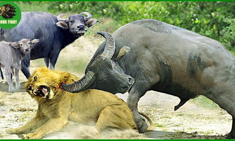 20 Horrific Moments When Deadly Horns Crush Predators | Animal Fight